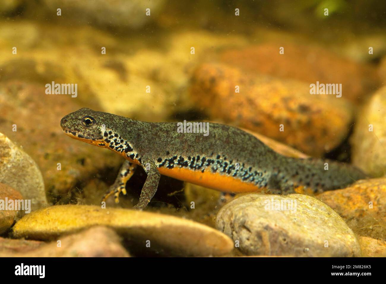 Alpenmolch (Ichthyosaura alpestris), weiblich beim Laichen, Thüringen, Deutschland Stockfoto
