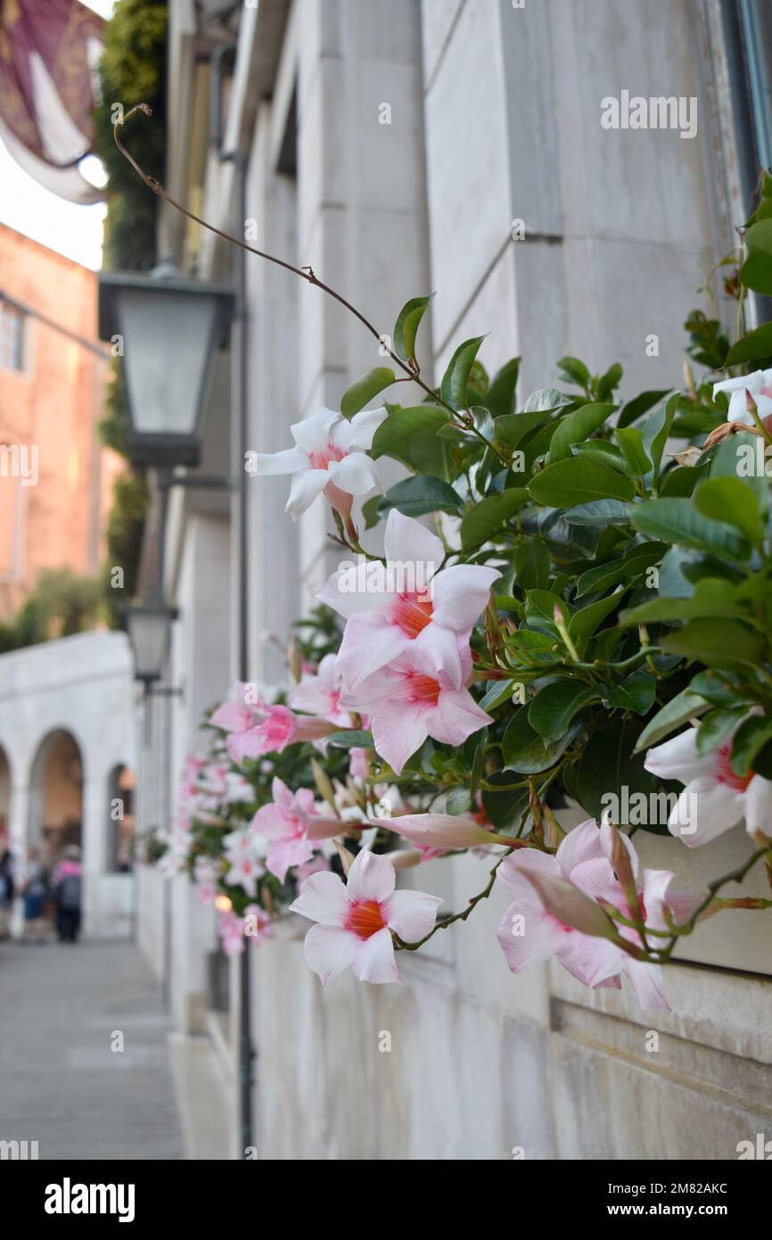 Während ich mich auf der Insel Venedig umgesehen habe, habe ich diese Blumen gesehen und musste ihre Schönheit einfangen Stockfoto