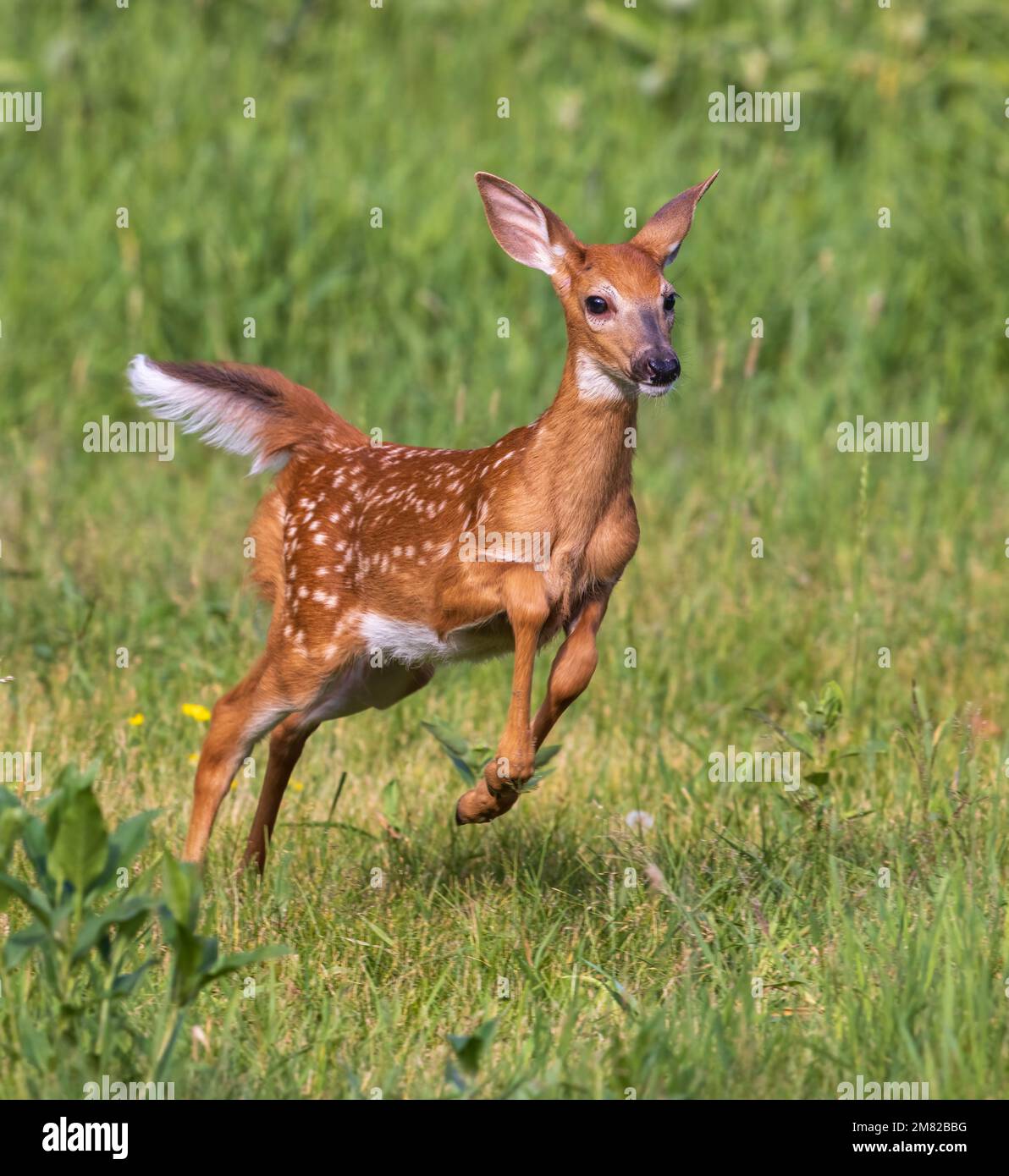 Weißschwanzfawn läuft auf einem Feld im Norden von Wisconsin. Stockfoto