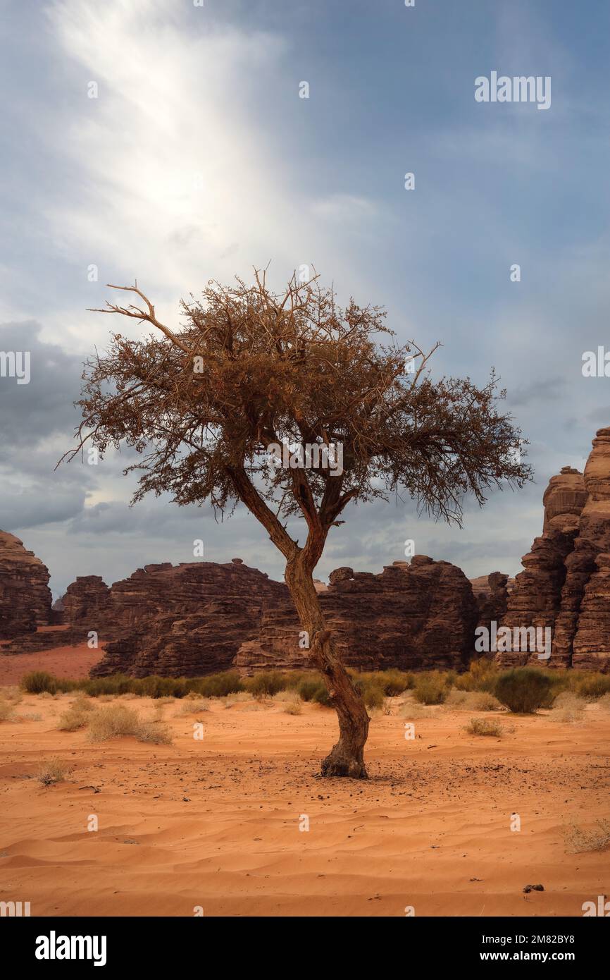 Baum mitten in der Wüste, aufgenommen im Mai 2022 Stockfoto