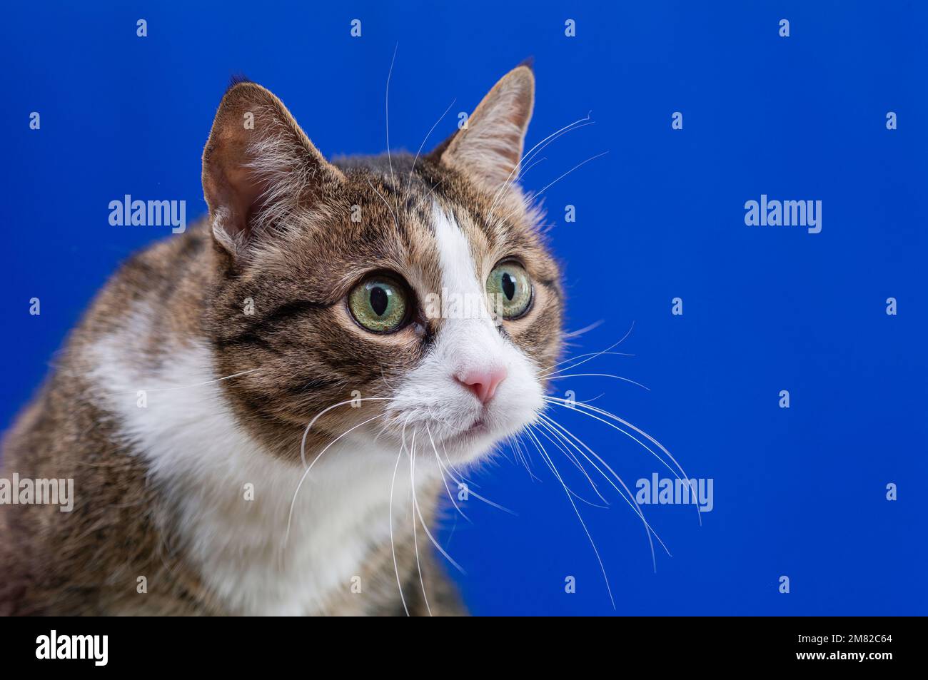 Der überraschte kos sieht mit großen grünen Augen aus. Katze auf blauem Hintergrund, leer für Werbung. Aufmerksamkeitskonzept. Lustige Katze. Stockfoto