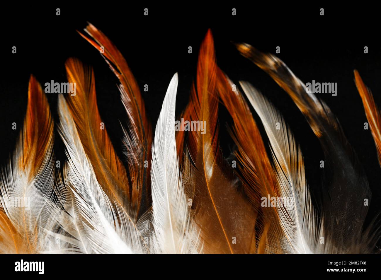 Federn Hintergrund. Braune Federn auf schwarzem Hintergrund. Wunderschöne Tapete in Braun und Schwarz Stockfoto