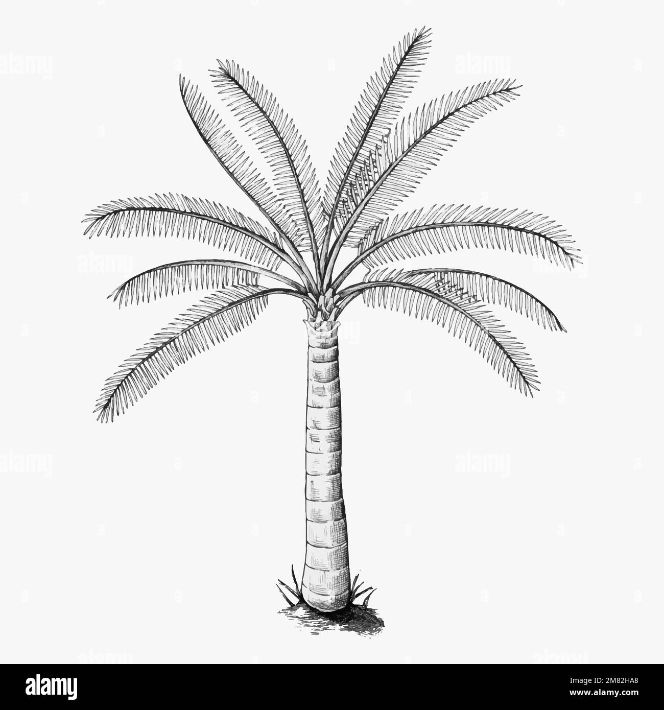 Handgezeichnet ein Palmenvektor Stock Vektor