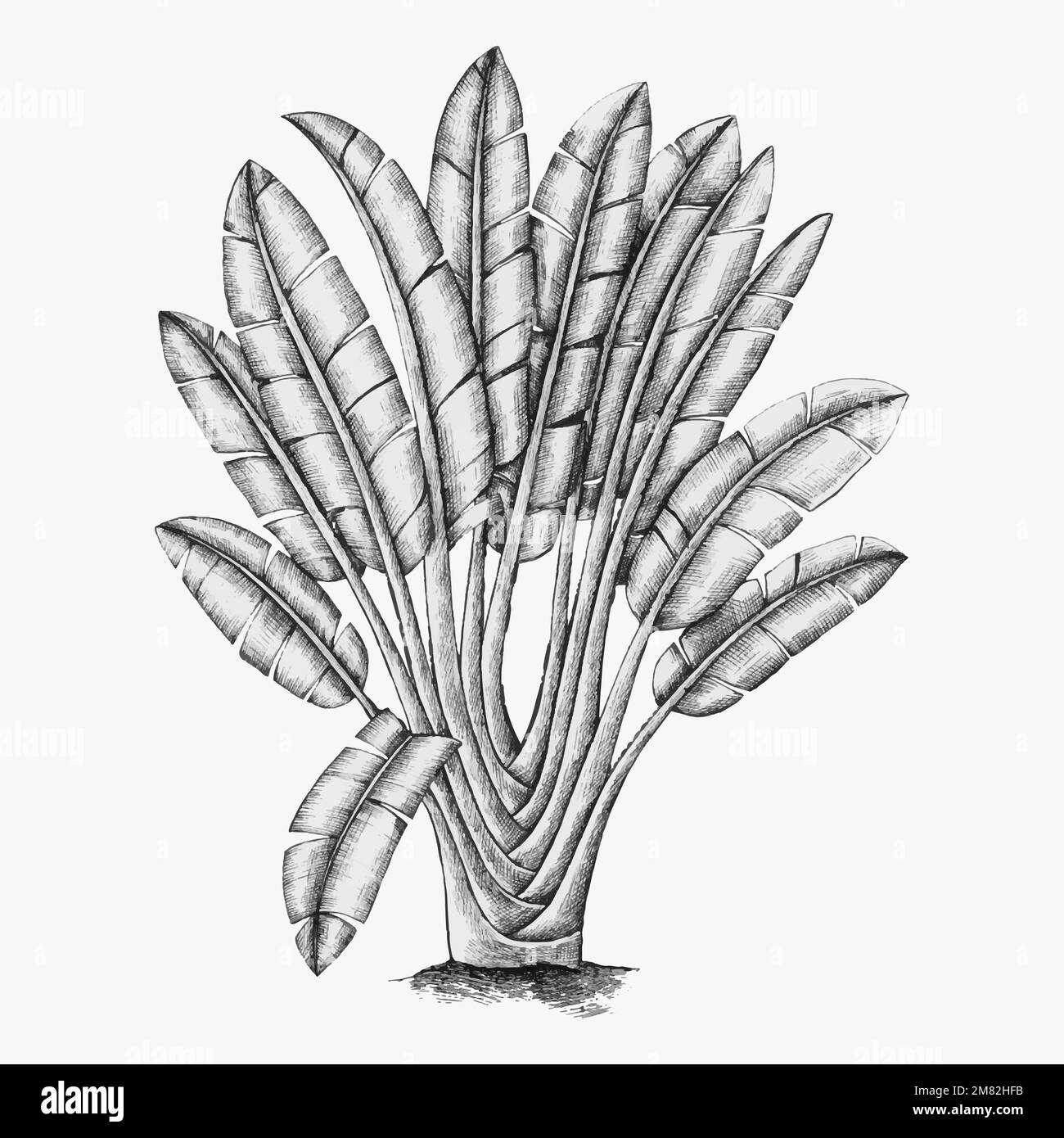 Handgezeichneter Traveller &#39;s-Baumvektor Stock Vektor
