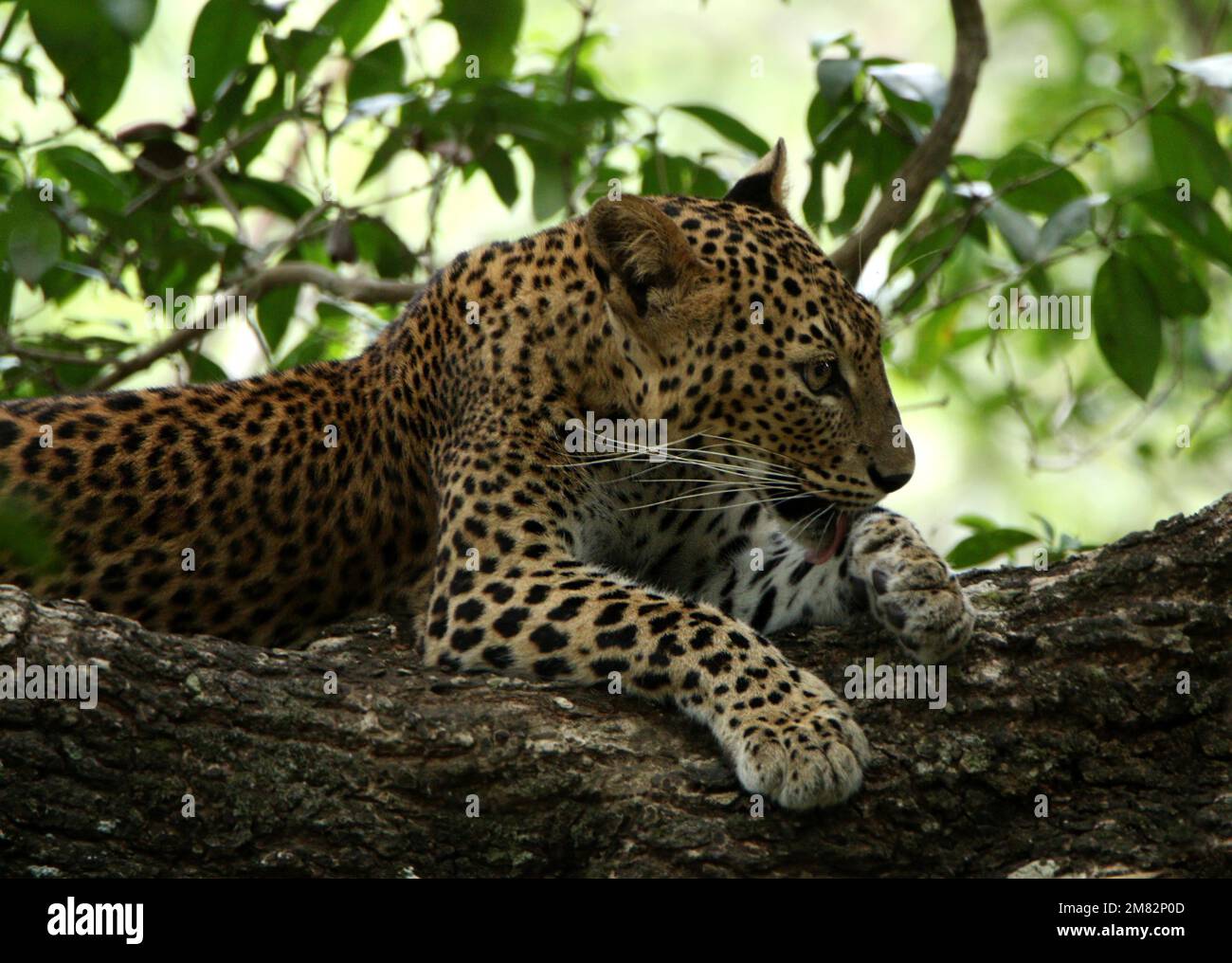 Sri-Lanka-Leoparden in der Wildnis. Besuchen Sie Sri Lanka Stockfoto