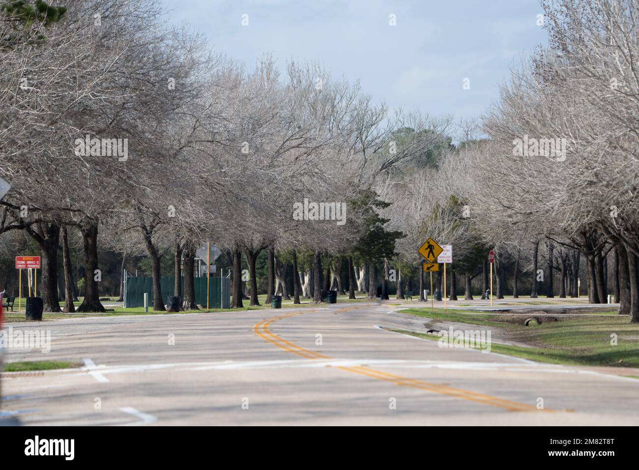 parklandschaft mit Baum und blauem Hintergrund Stockfoto