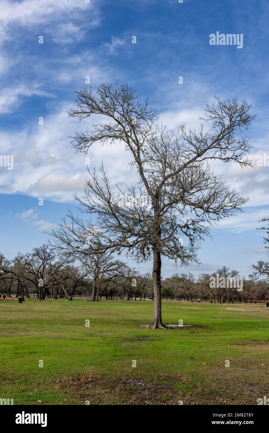parklandschaft mit Baum und blauem Hintergrund Stockfoto