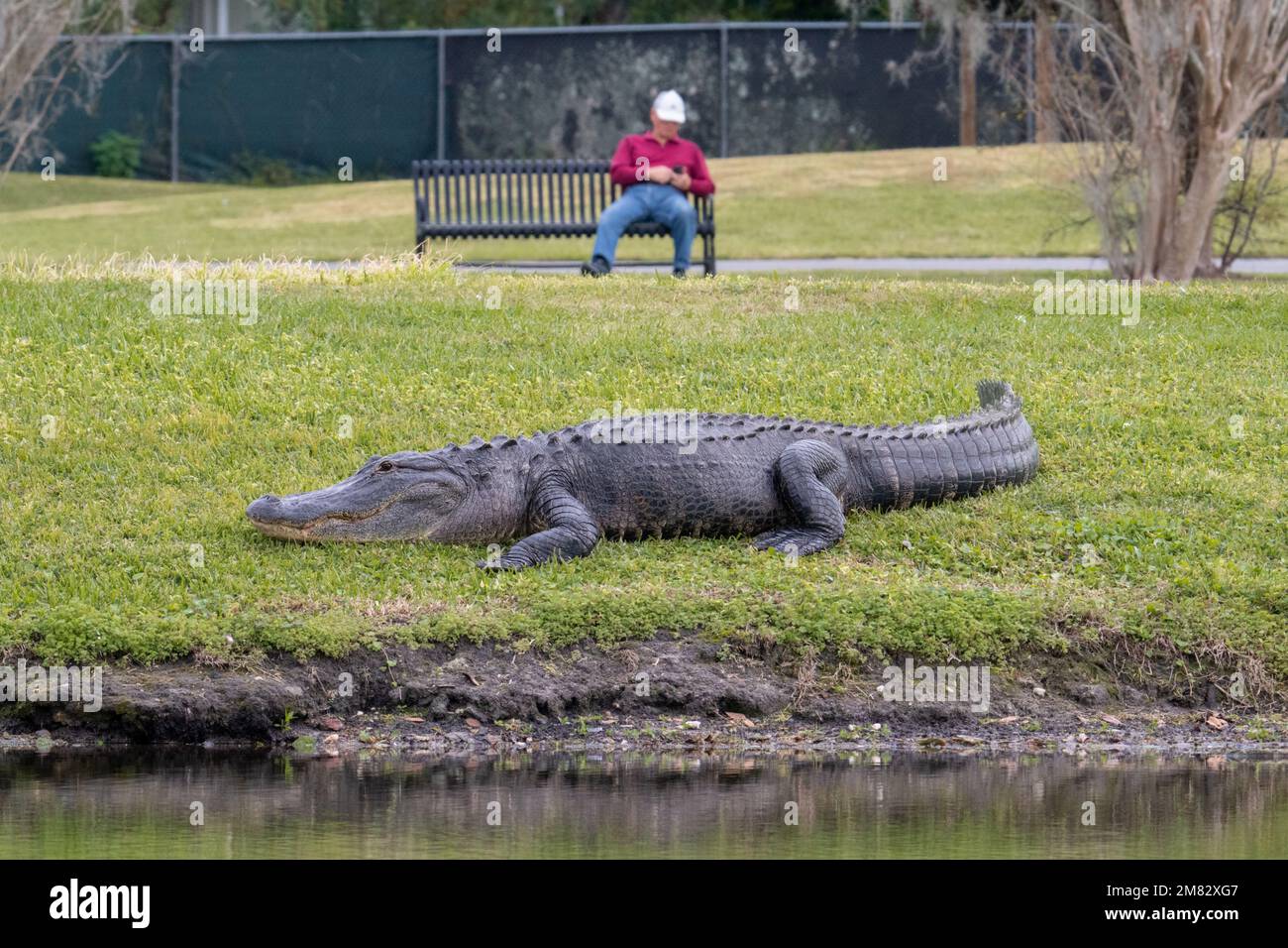 Ein großer amerikanischer Alligator entspannt sich im Dr. Bradford Memorial Park in Winter Garden, Florida, während ein Mann im Hintergrund gelegentlich mit seinem Handy spielt. Stockfoto