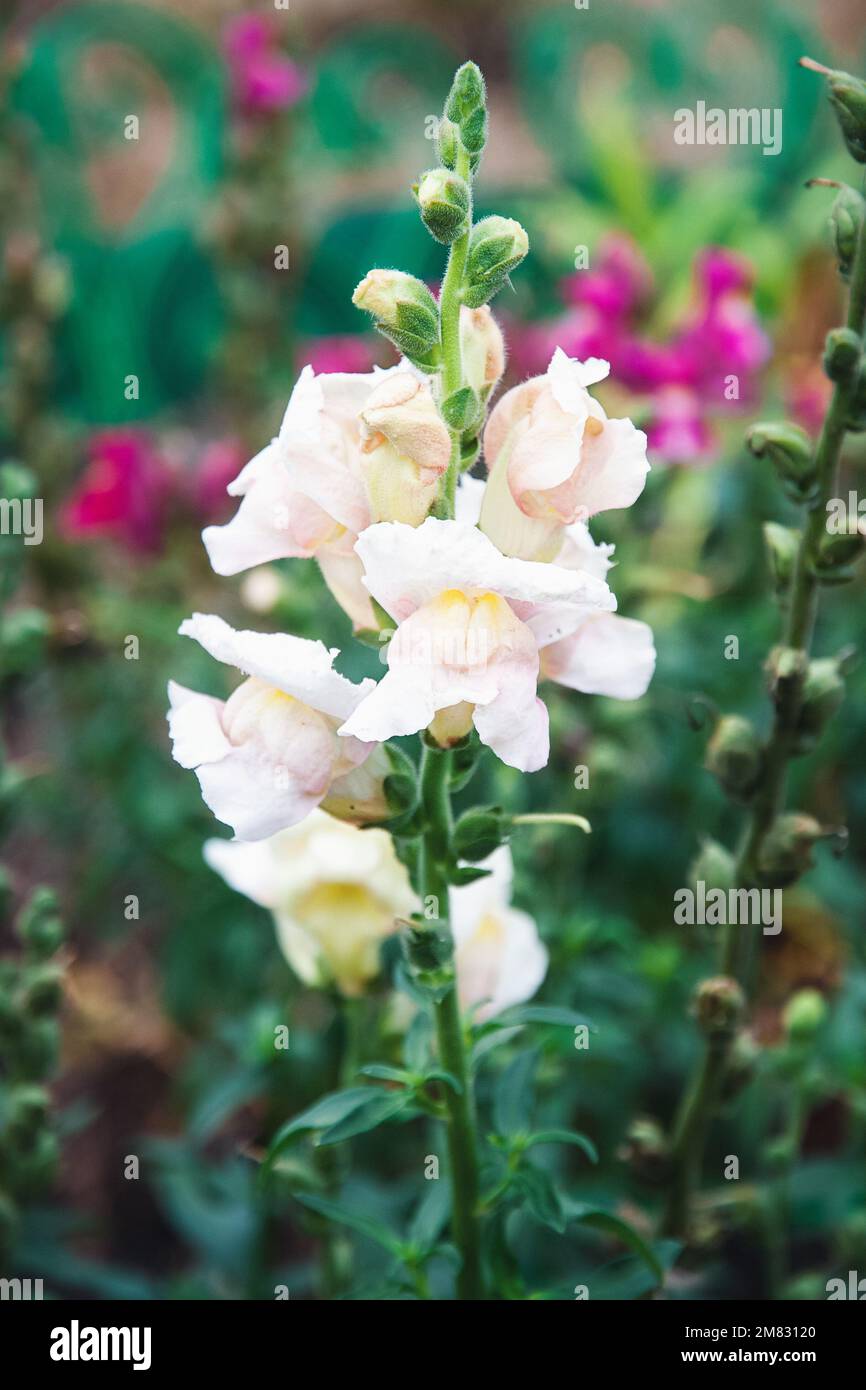 Snapdragon-Blumen im Gartenbett, Antirrhinum majus blüht Stockfoto