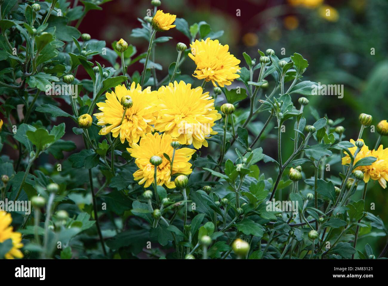 Chrysanthemum grandiflorum gelbe Blumen, Mütter wachsen im Herbstgarten Stockfoto
