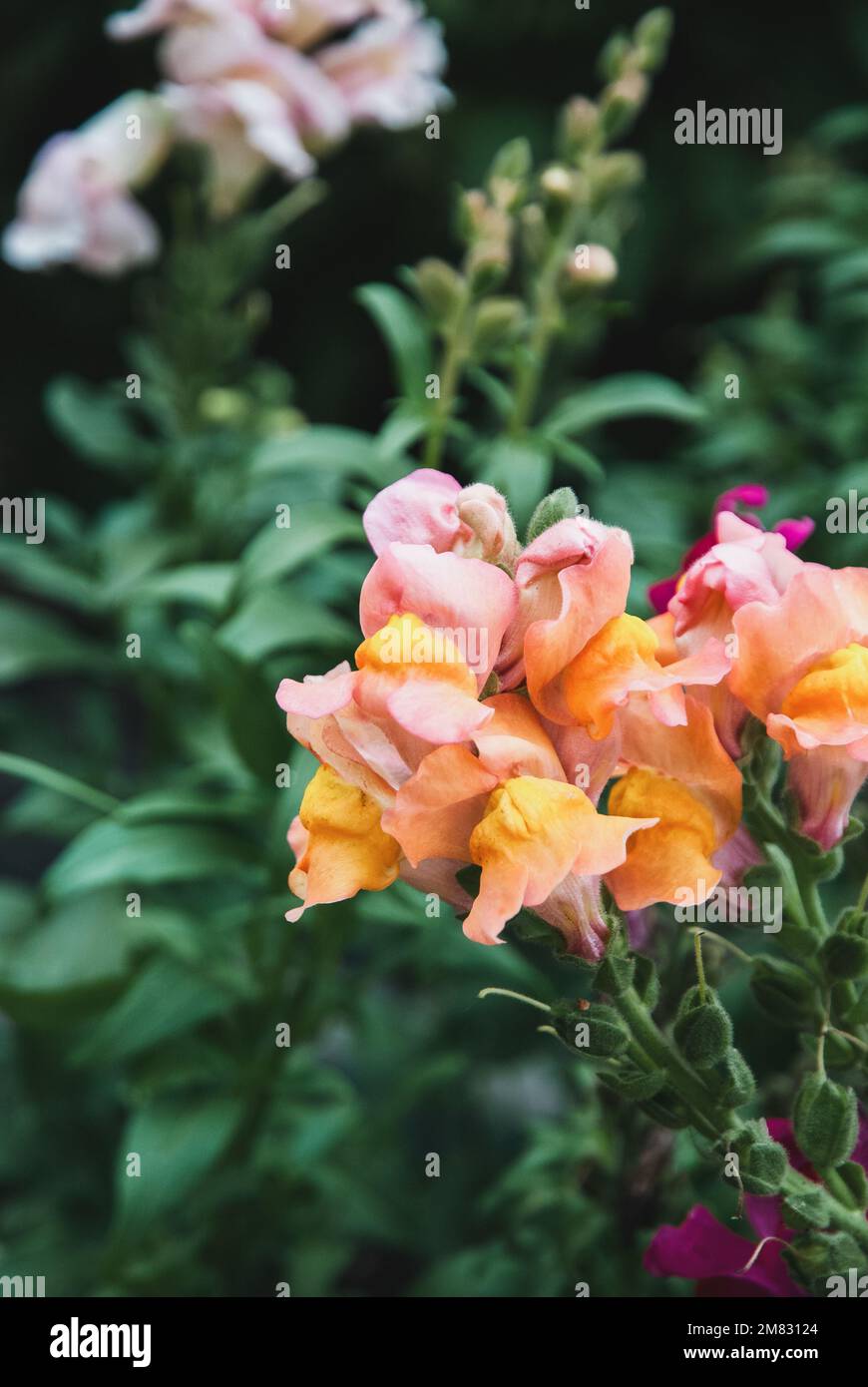 Snapdragon blüht, Antirrhinum majus blüht im Garten Stockfoto