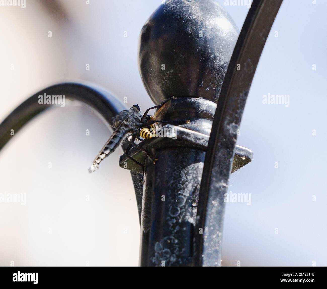 Räuberfliege oder Kannibalenfliege, die eine Wespe frisst. Entomologisches Foto. Stockfoto