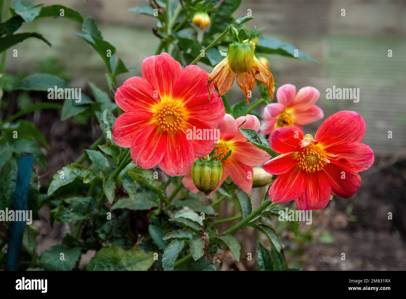 Garten Dahlia Piccolo Mignon, Dahlia coccinea lebendige Blumen im Herbstgarten Stockfoto