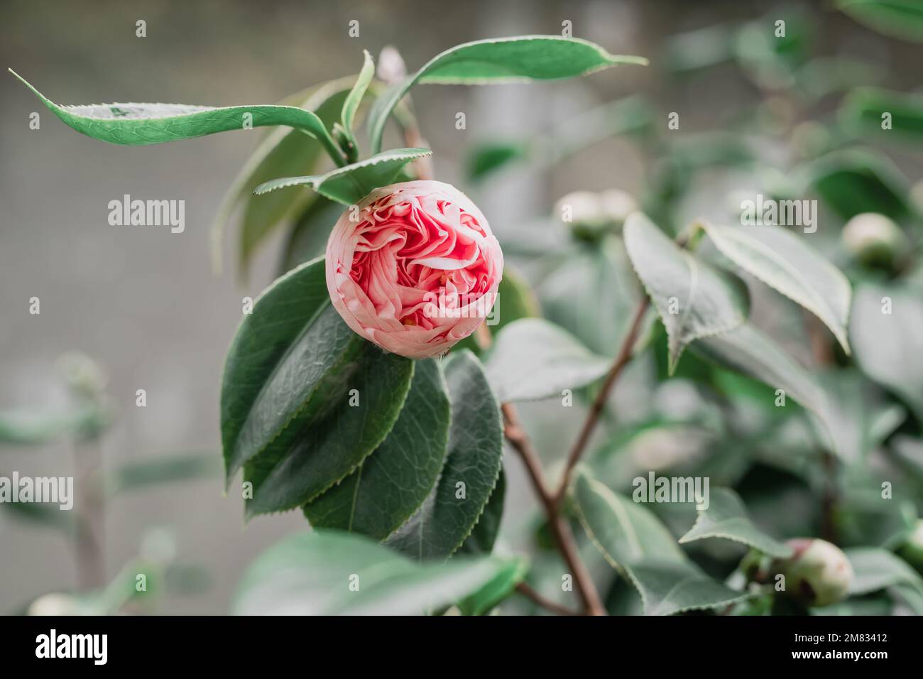 Rosafarbene Kamelienblumen ( Japonica Camelia) in Blüte auf einem üppigen grünen Busch, Nahaufnahme im Garten Stockfoto