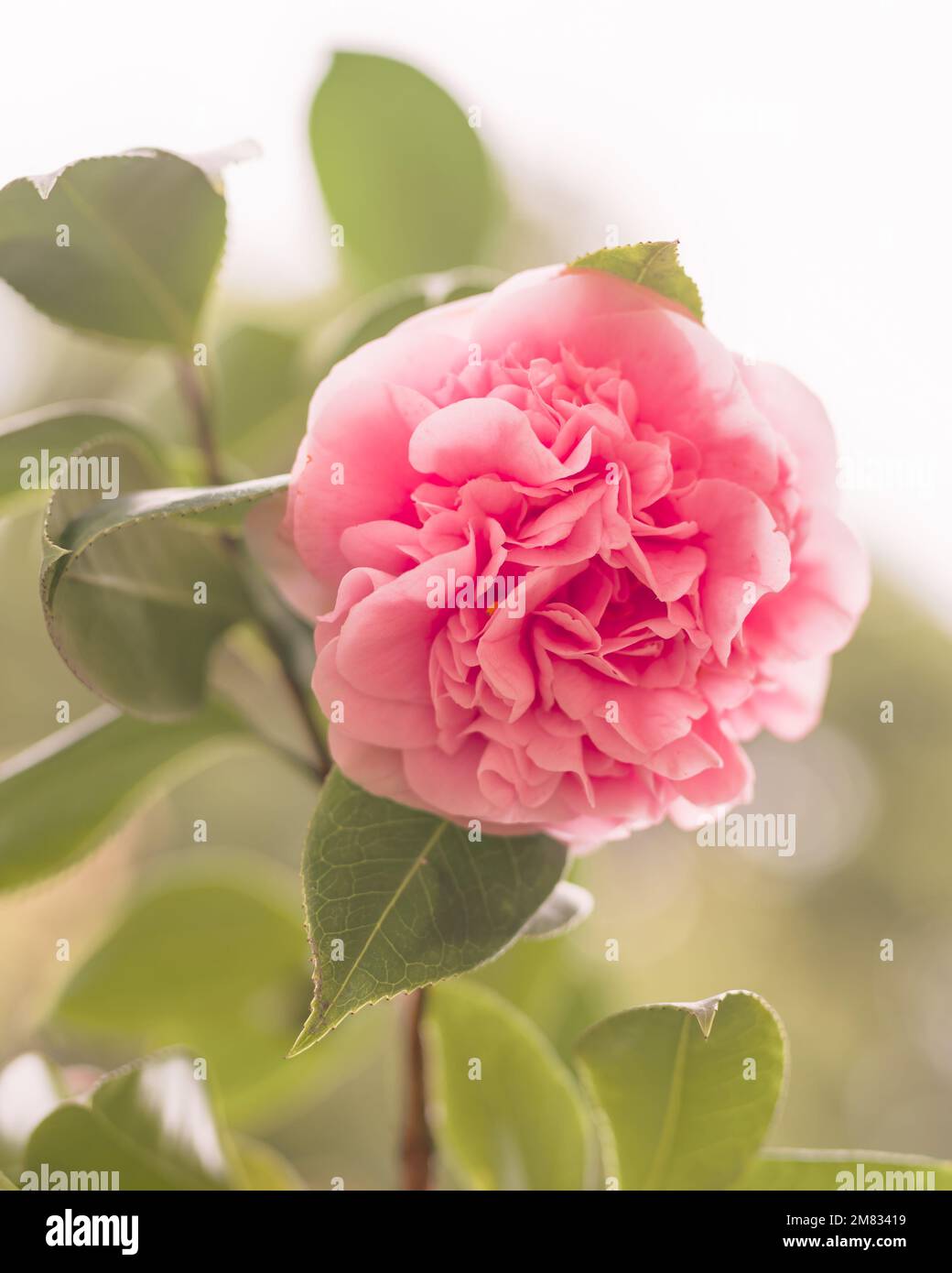 Rosafarbene Kamelienblumen ( Japonica Camelia) in Blüte auf einem üppigen grünen Busch, Nahaufnahme im Garten Stockfoto