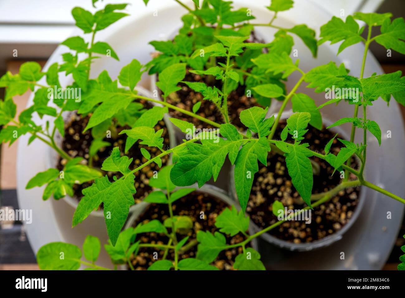 Zum Anbau von Tomatenkeimlingen wird ein Plastiktopf verwendet. Stockfoto