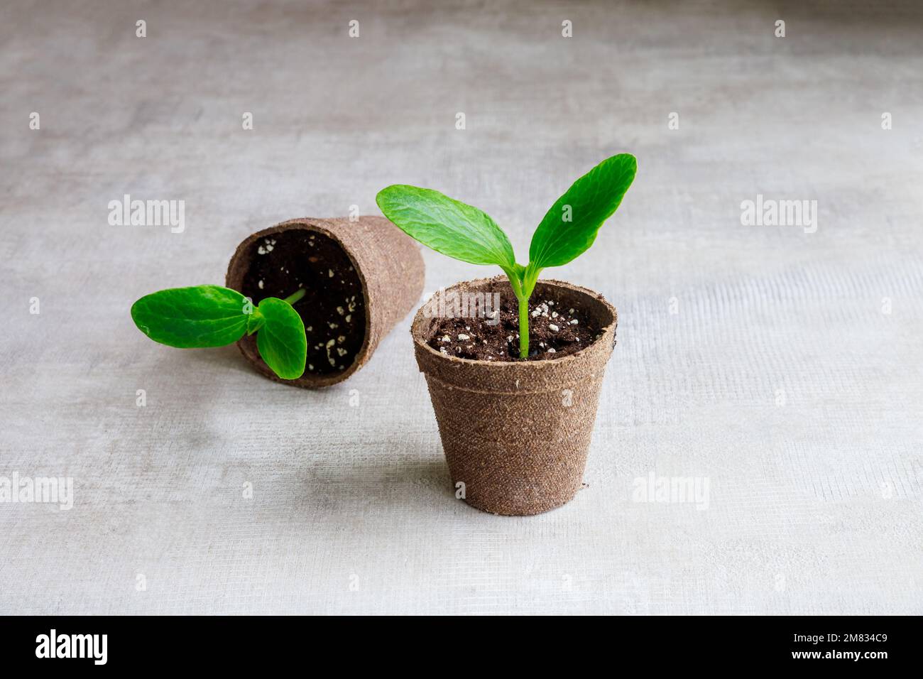 Gurkenkeimlinge wachsen in einem Topf. Stockfoto