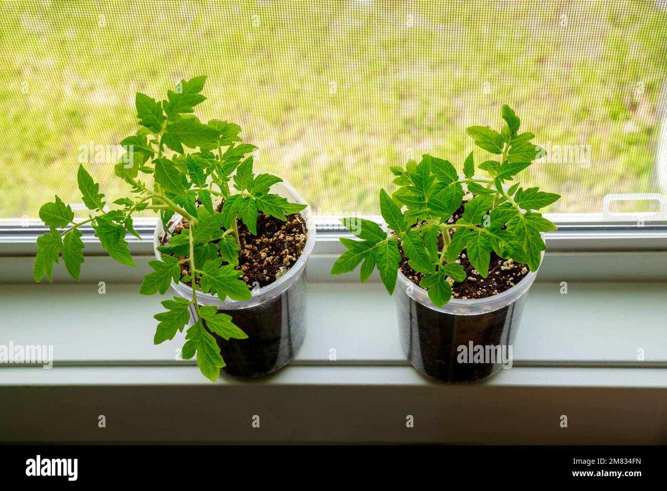 Eine Topftomatenpflanze auf dem Fenster. Stockfoto