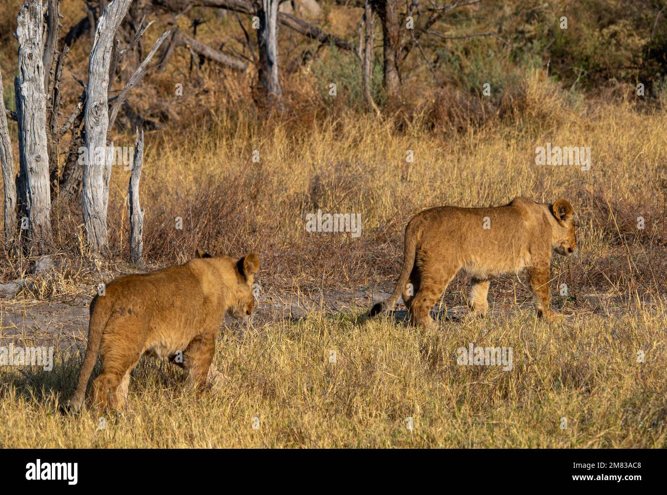 Zwei junge Löwen gehen durch eine Lichtung, um Schutz in einem Dickicht zu finden Stockfoto