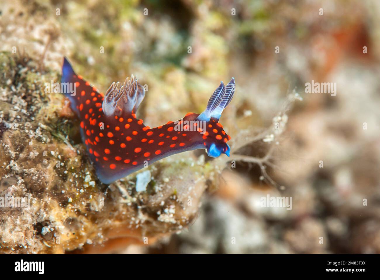 Nembrotha yonowae ( Seeschnecken , Nudibranch dorid, Meeresschneckenmuscheln in der Familie der Polyceridae ), die sich von Korallen Balis, Indonesien, ernährt Stockfoto