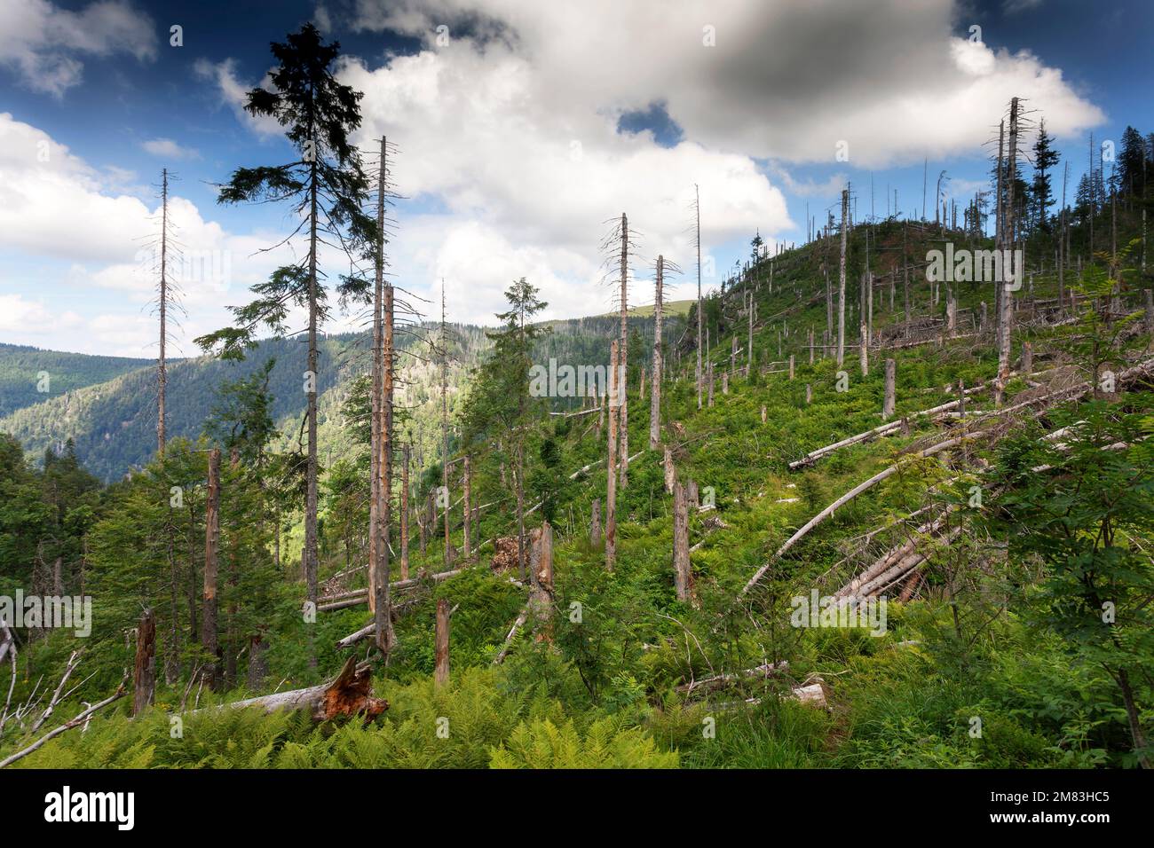 Bannwald, Naturschutzgebiet Feldberg, Schwarzwald, Baden-Württemberg, Deutschland Stockfoto