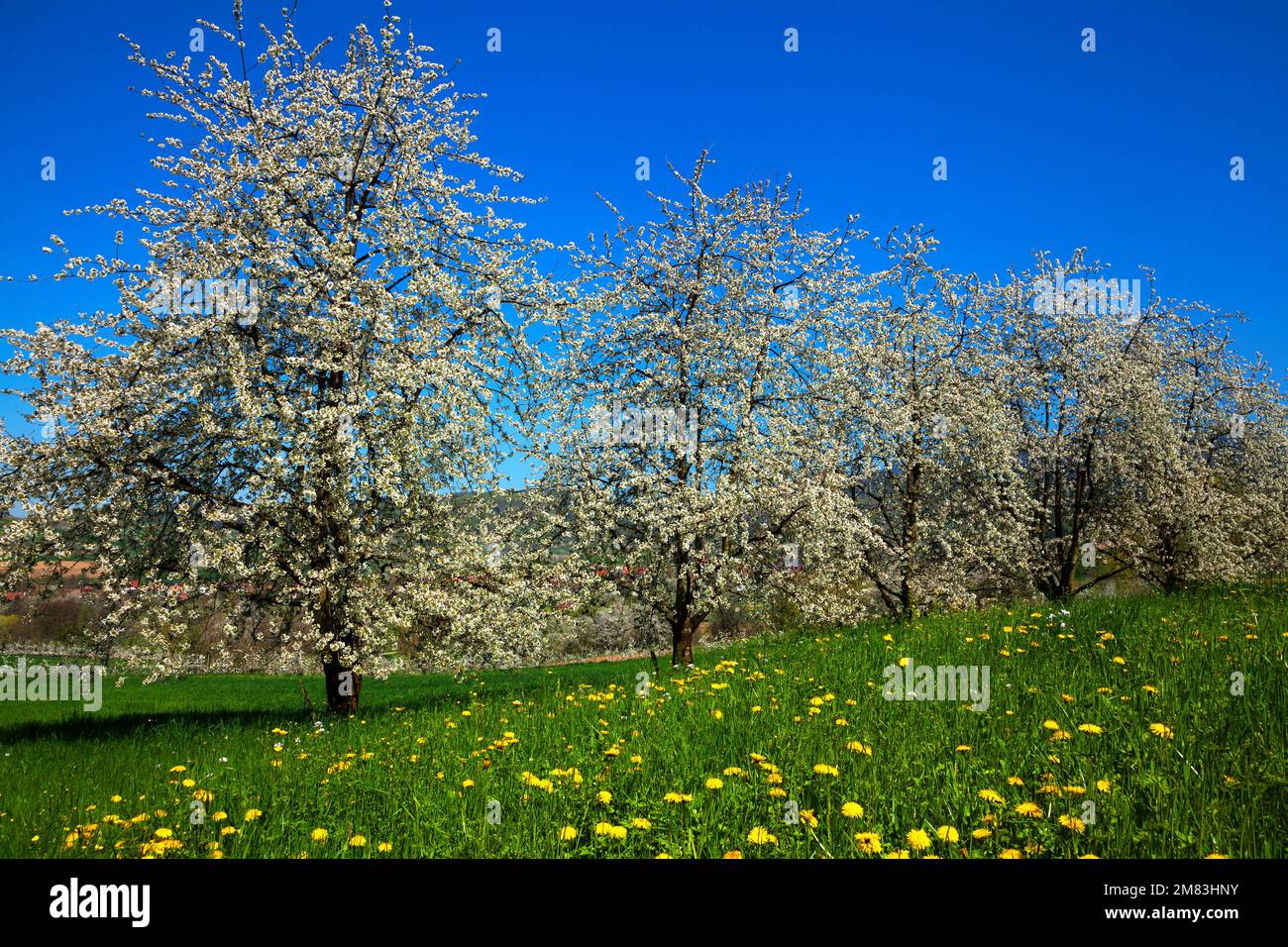Kirschbäume in voller Blüte Stockfoto