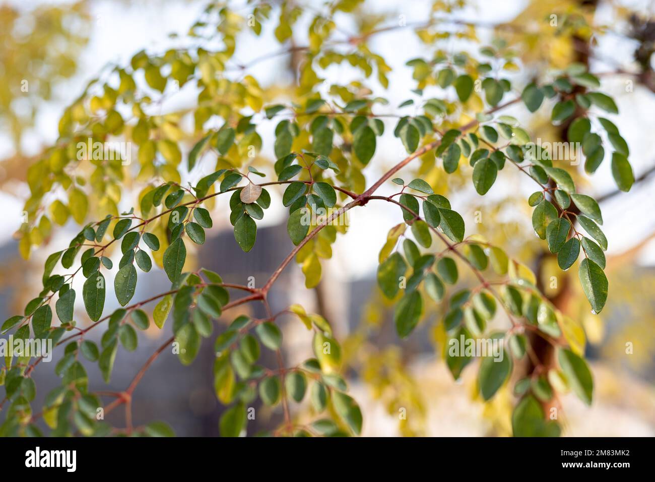 Moringa oleifera Blätter mit selektivem Fokus und unscharfem Hintergrund Stockfoto