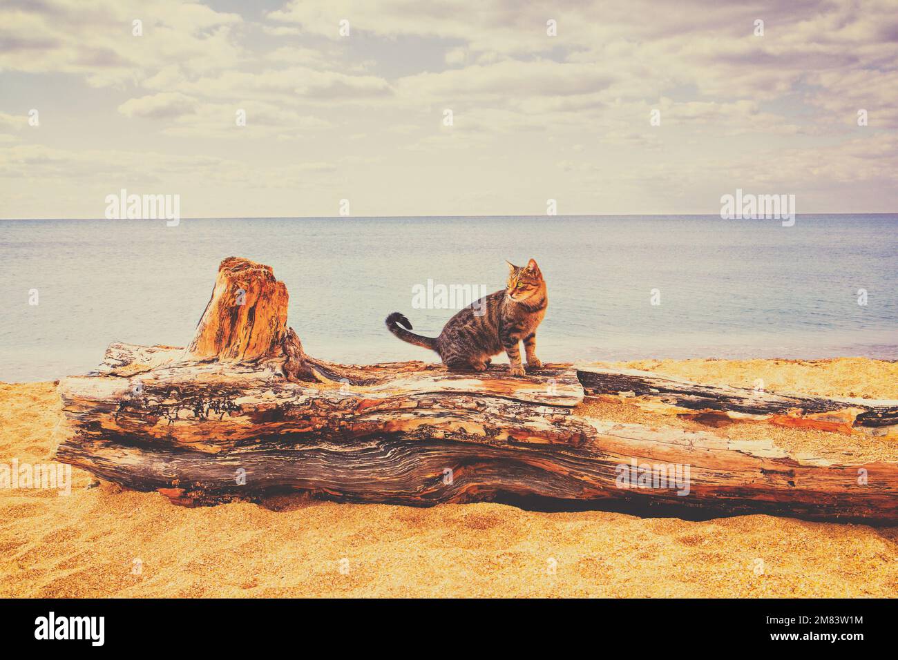 Gestreifte Katze, die am Strand auf einem Haken sitzt. Seascape an einem sonnigen Tag. Ruhiges Meer Stockfoto