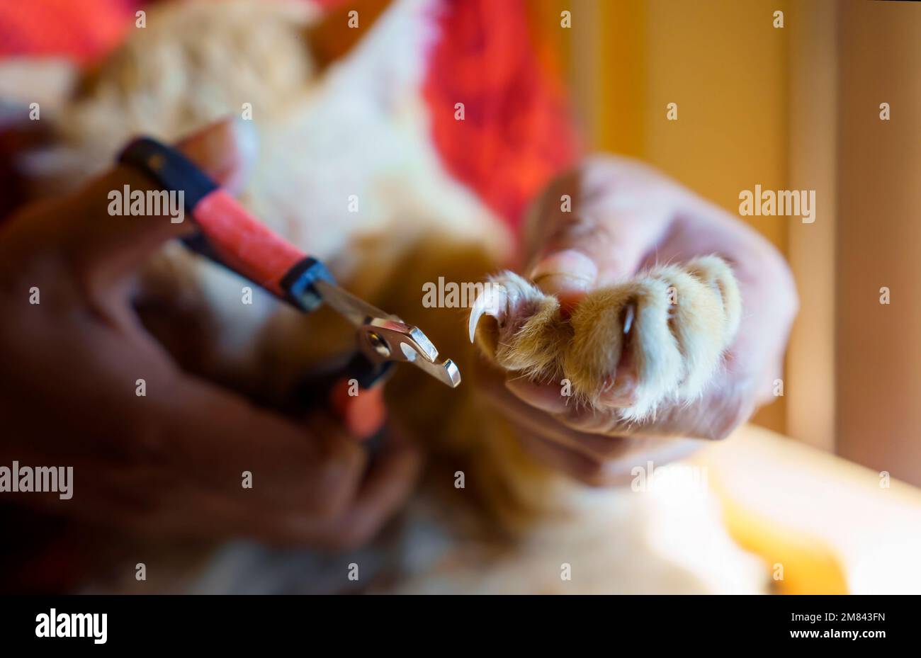 Katzennägel trimmen. Haustier-Gesundheit im Haus. Stockfoto