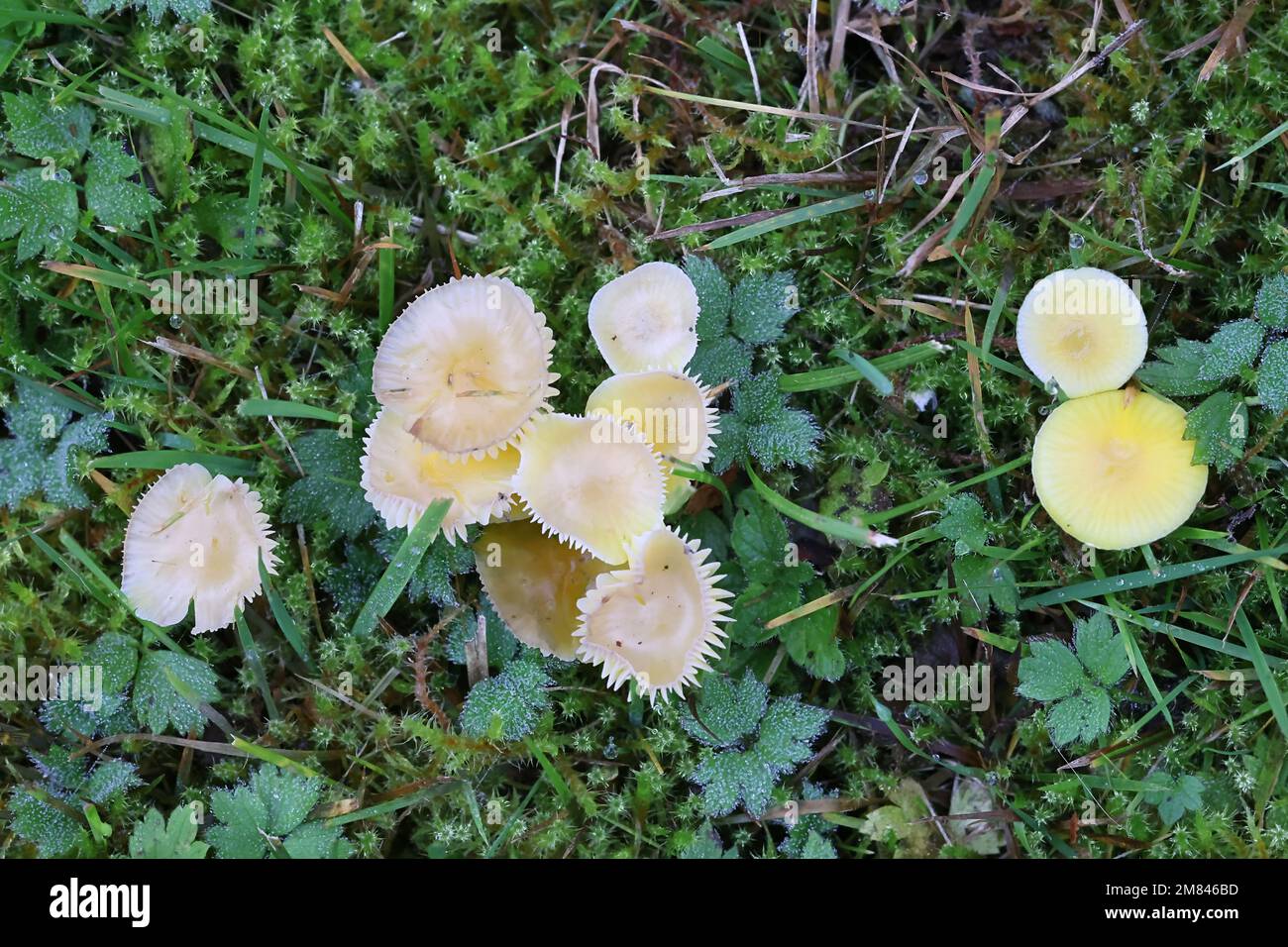 Hygrocybe waxcap ceracea, wie Butter oder Wachs Kappe bekannt, Wild Mushroom aus Finnland Stockfoto