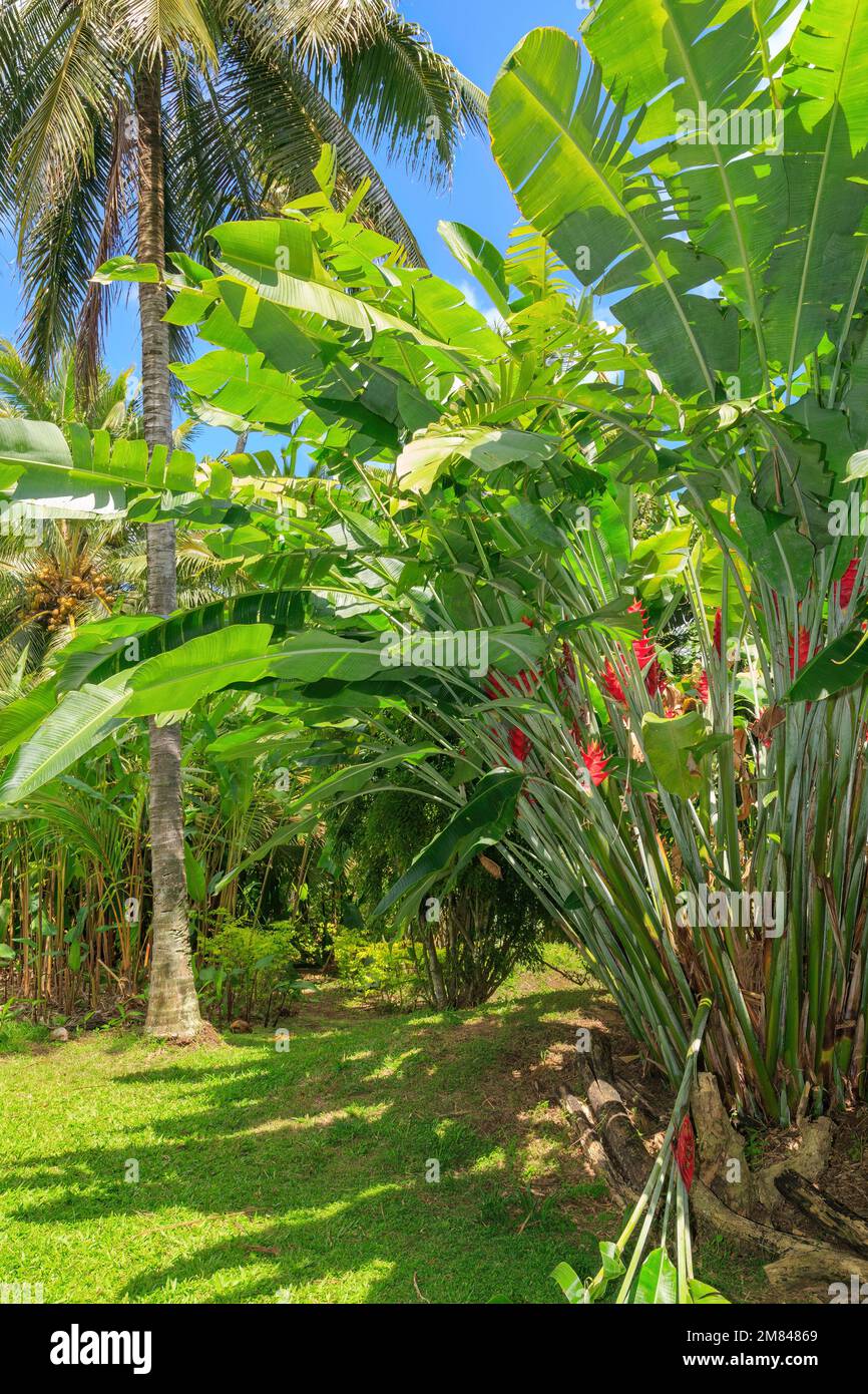 Eine karibische Helikonie oder ein wilder Plantain (rechts, mit roten Blumen), die neben einer Palme in einem tropischen Garten wachsen Stockfoto