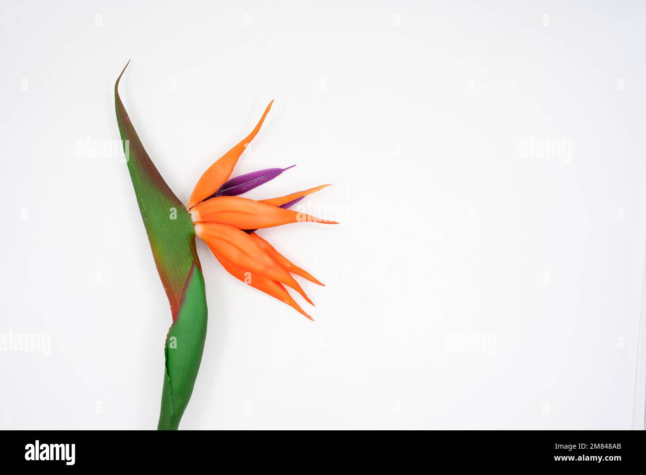 Wunderschöne Strelitzia-reginae-Blume isoliert auf weißem Hintergrund. Hochwertiges Foto Stockfoto