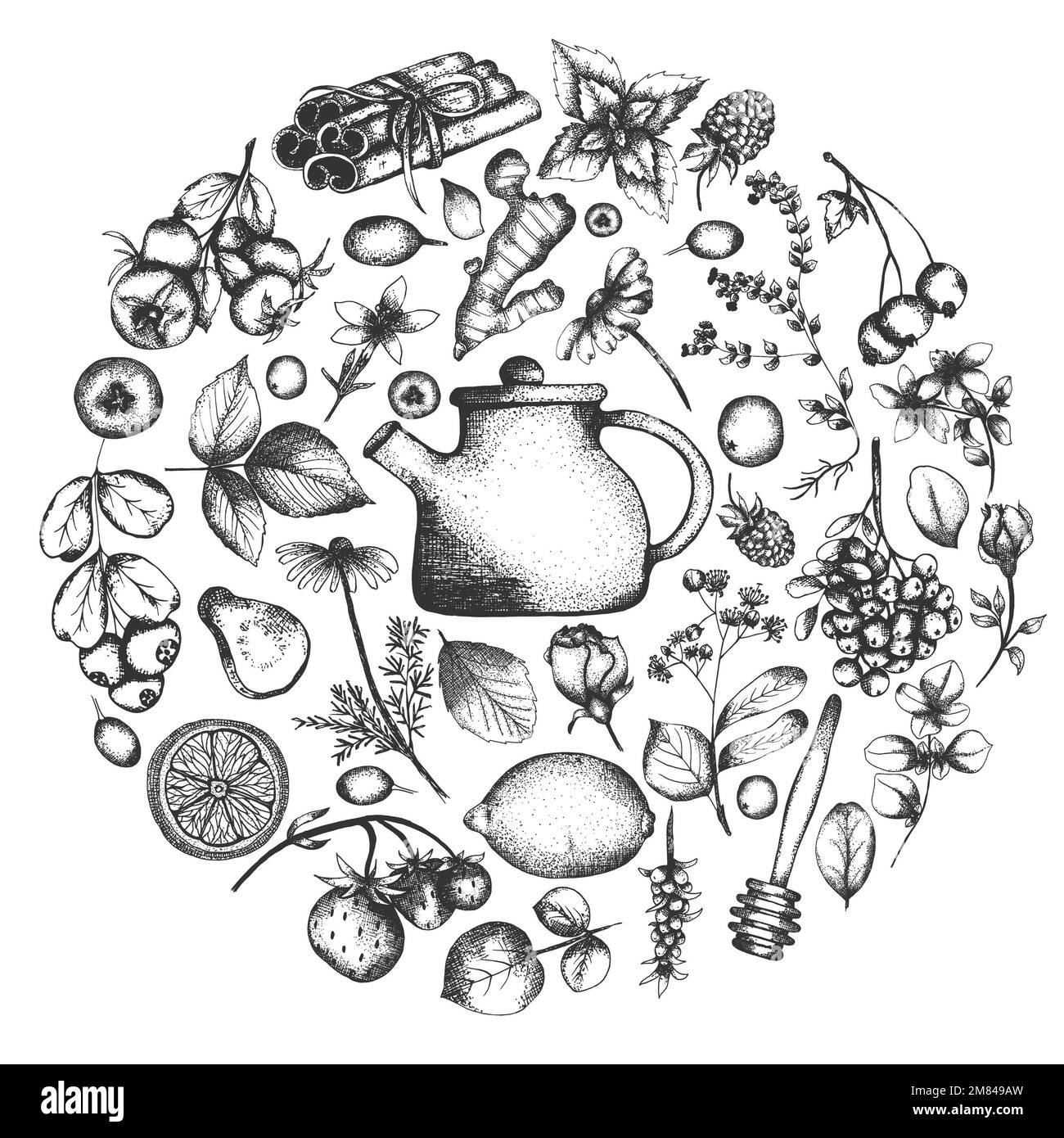 Handgezeichnete Teekräuter Illustration. Detaillierter Clipart im Retro-Stil. Klassische Clipkünste für Etiketten, Verpackungen und Kartendesign. Kräuterteemuster Stockfoto