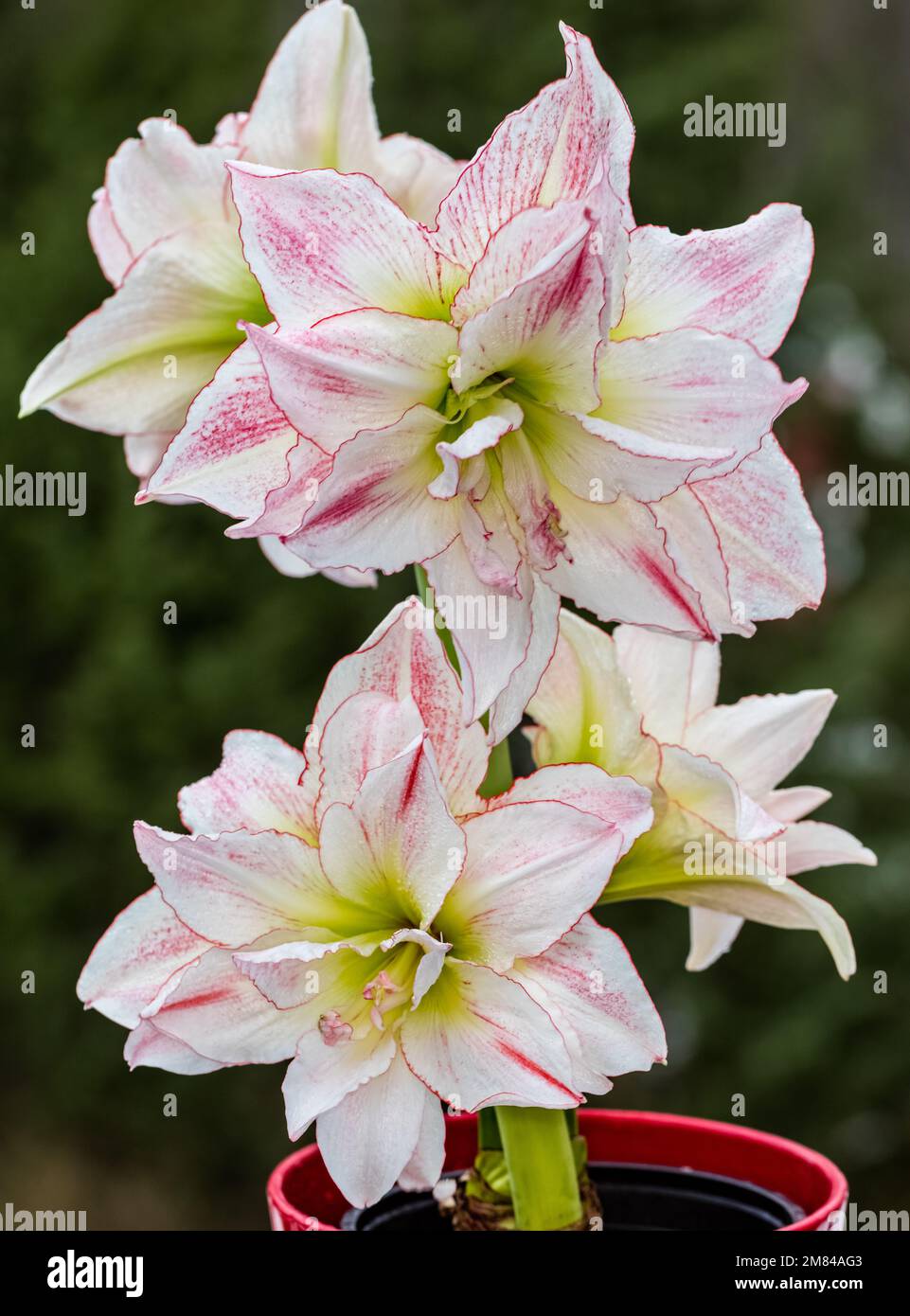 'Aphrodite' Hippeastrum, Amaryllis (Hippeastrum x hortorum) Stockfoto