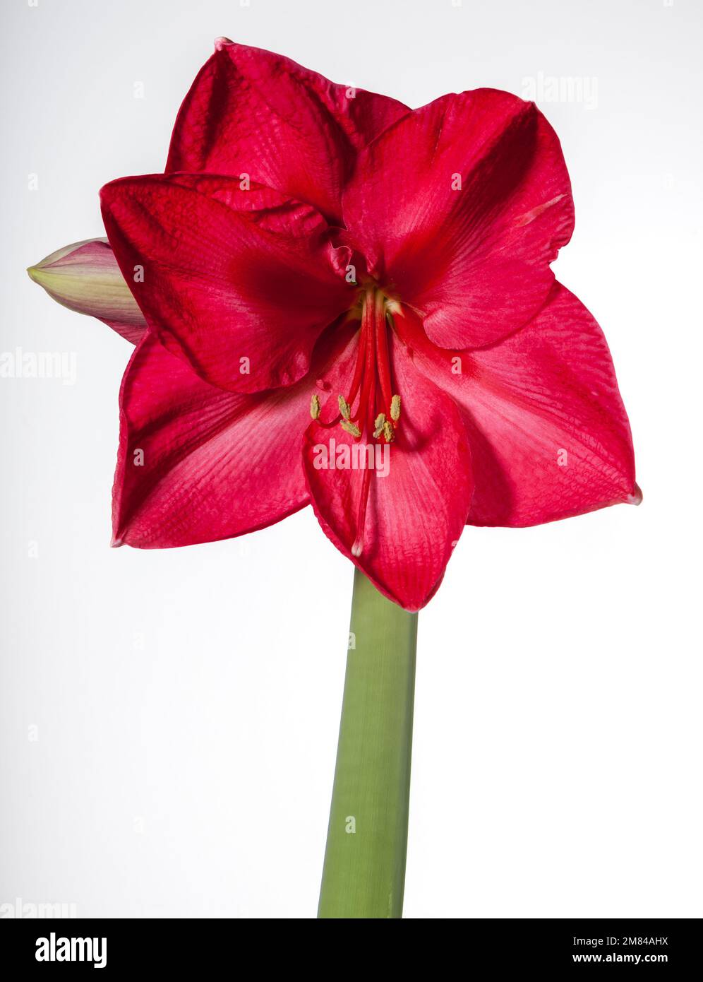 „Pink Star“-Hippeastrum, Amaryllis (Hippeastrum x Hortorum) Stockfoto
