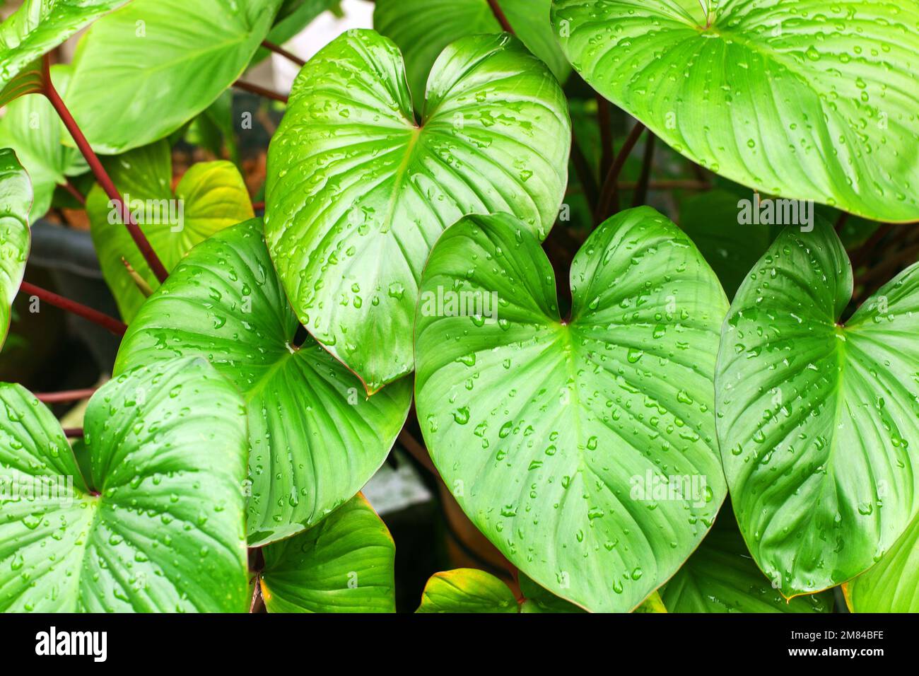Philodendron grnes Blattwasser Tropfen weier Hintergrund isolierte  Nahtstelle, Homalomena Bltter, Caladiumblatt, exotische tropische Pflanze  Zweig, araceae Stockfotografie - Alamy