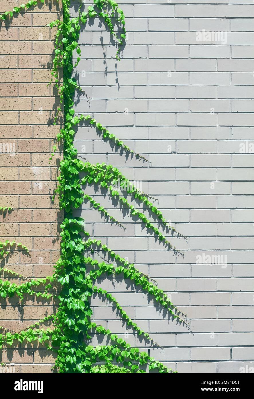 Backsteinwand mit grünem Hintergrund für Kriechgänge mit Weinrebe, Farbtönung angewendet. Stockfoto