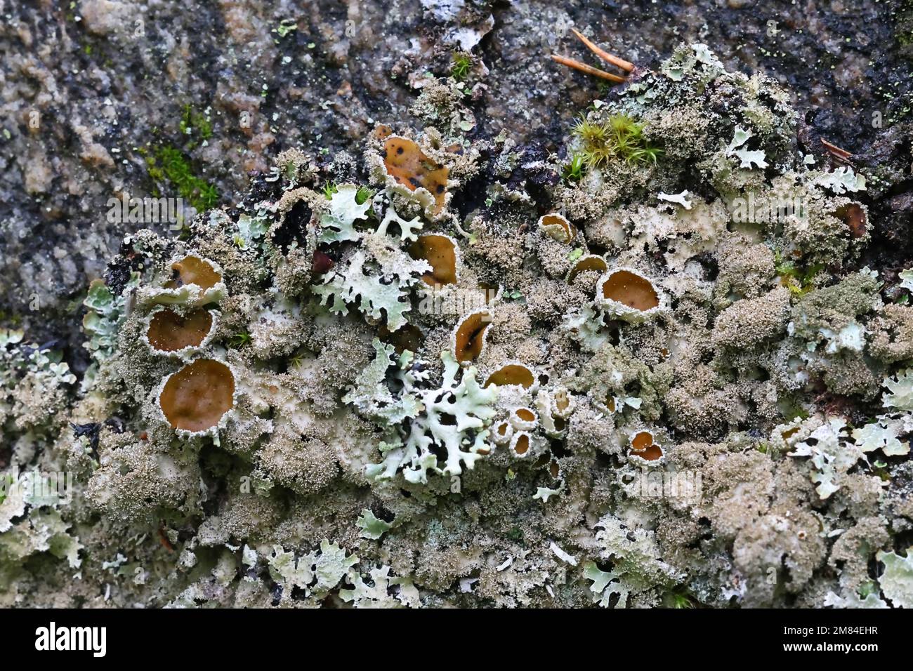 Xanthoparmelia conspersa, allgemein bekannt als der gespensterte Gesteinsschild, eine Flechte, die auf der Felsoberfläche in Finnland wächst Stockfoto