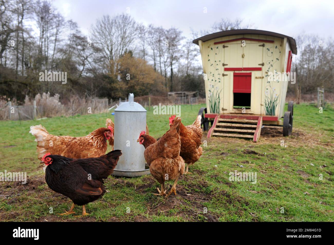 Hühner aus Freilandhaltung in einem Hühnerstall im Zigeunerkarawanstil. Stockfoto