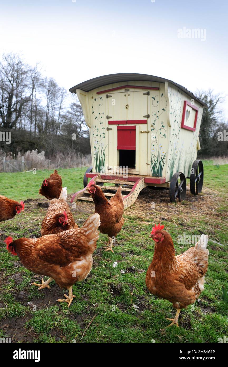 Hühner aus Freilandhaltung in einem Hühnerstall im Zigeunerkarawanstil. Stockfoto