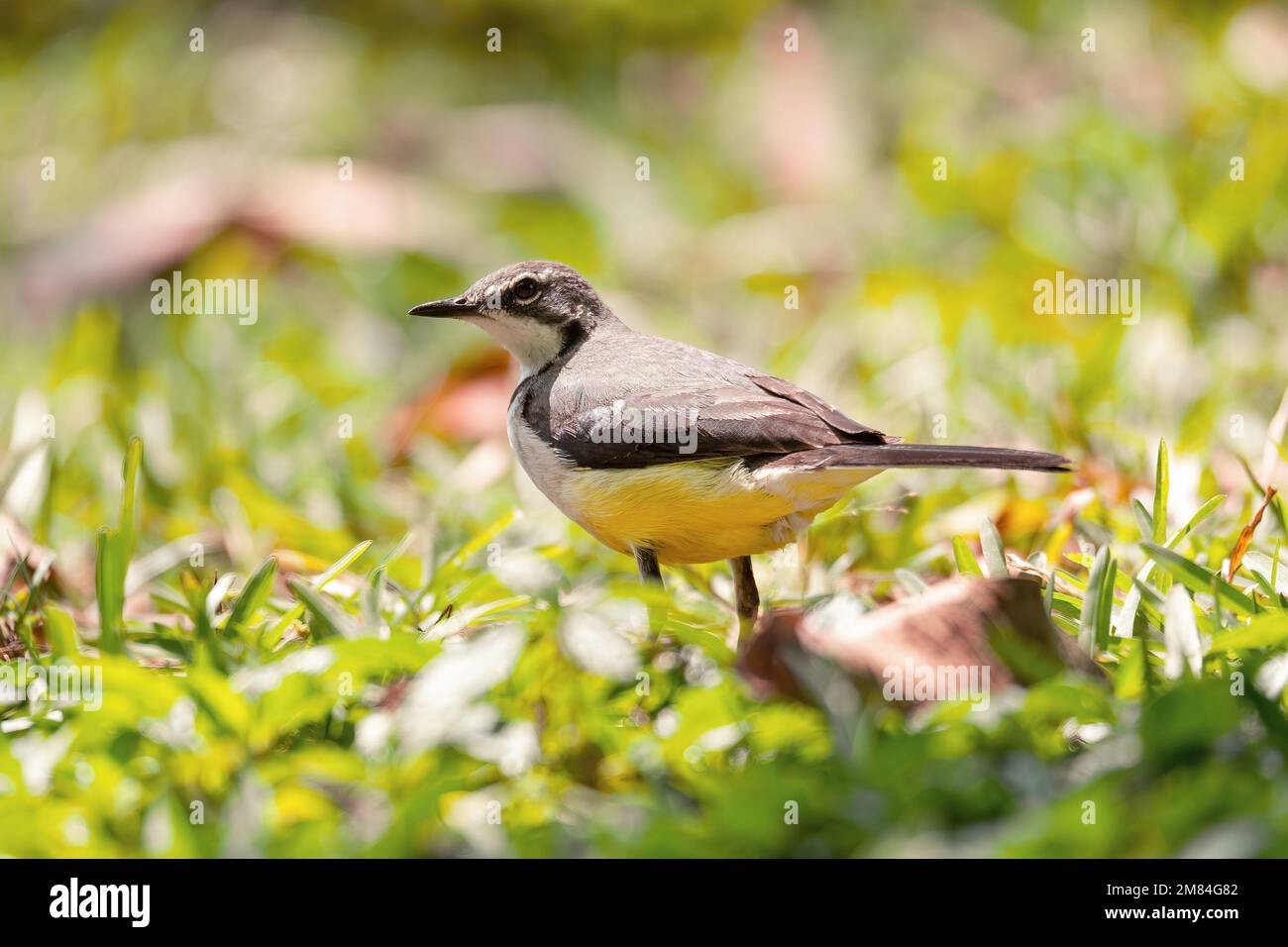 Madagaskar Wagtail (Motacilla flaviventris) ist eine Art endemischer Vogelschwanz in der Familie Motacillidae, Reserve Peyrieras Madagaskar exotisch. Mada Stockfoto
