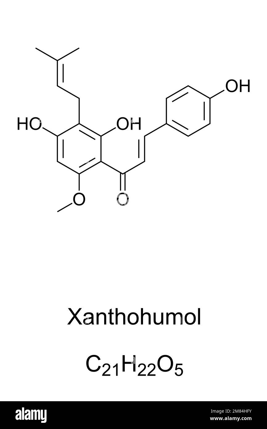 Xanthohumol, chemische Formel. Natürliches Produkt in Blüten von Hopfen, Humulus lupulus. Auch in Bier zu finden, trägt zur Bitterkeit bei. Stockfoto