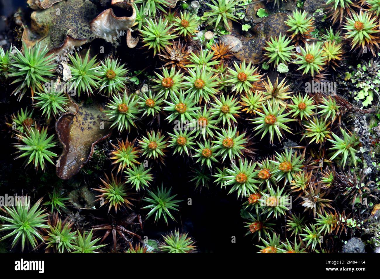 Haarkappenmoos (Polytrichum piliferum), künstlerische Zusammensetzung. Dies ist ein sehr beliebtes Moos in Moosgärten. Stockfoto