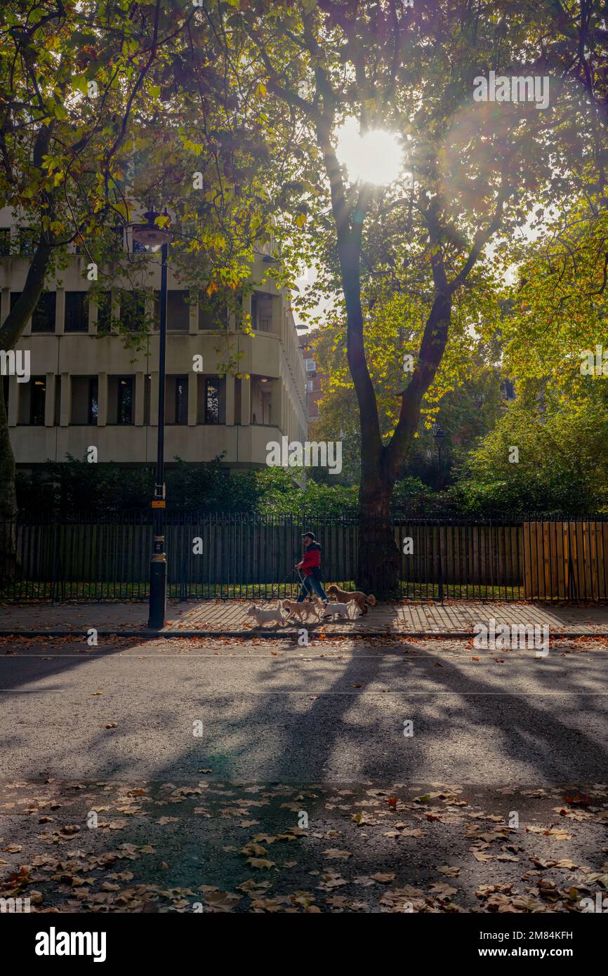 Ein früher Morgenspaziergang in London mit einem Hund Stockfoto