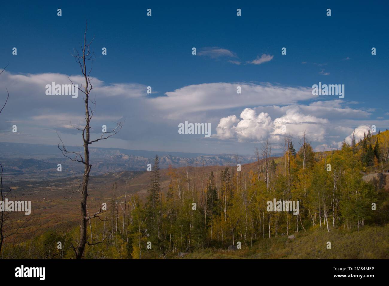 Blick über Wälder in Richtung Colorado's Book Cliffs von der Grand Mesa im Herbst Stockfoto