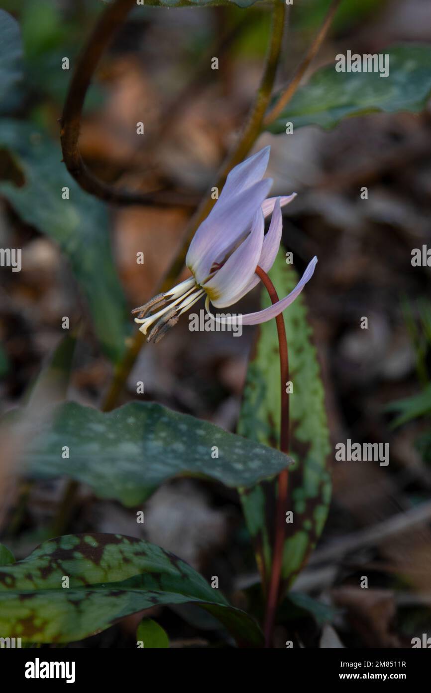 Blüten der Pflanze Erythronium sibiricum Stockfoto