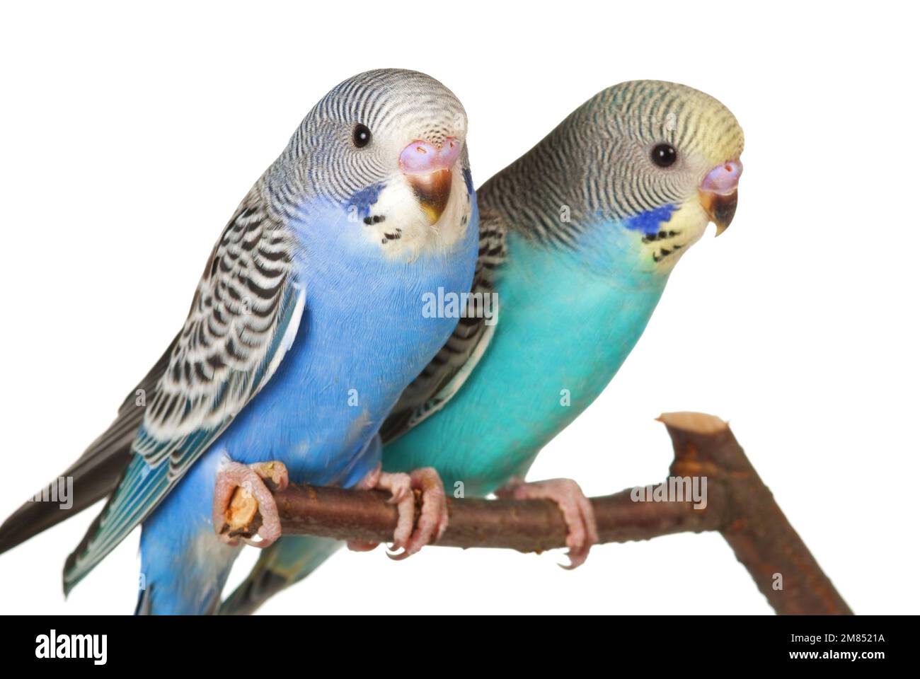 Ein Paar junge Wellensittiche auf Weiß Stockfoto