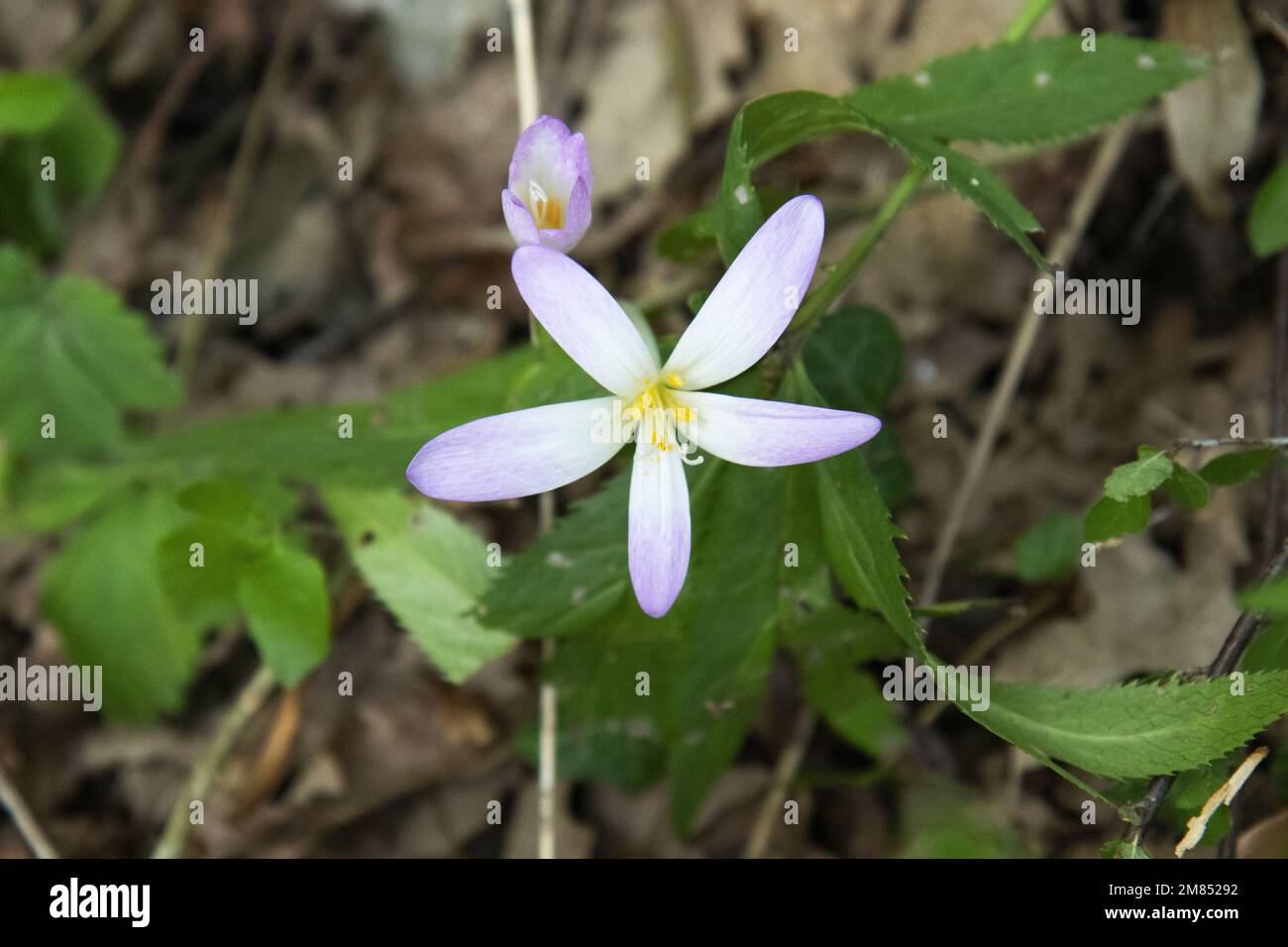 Blüten der Pflanze Erythronium sibiricum Stockfoto