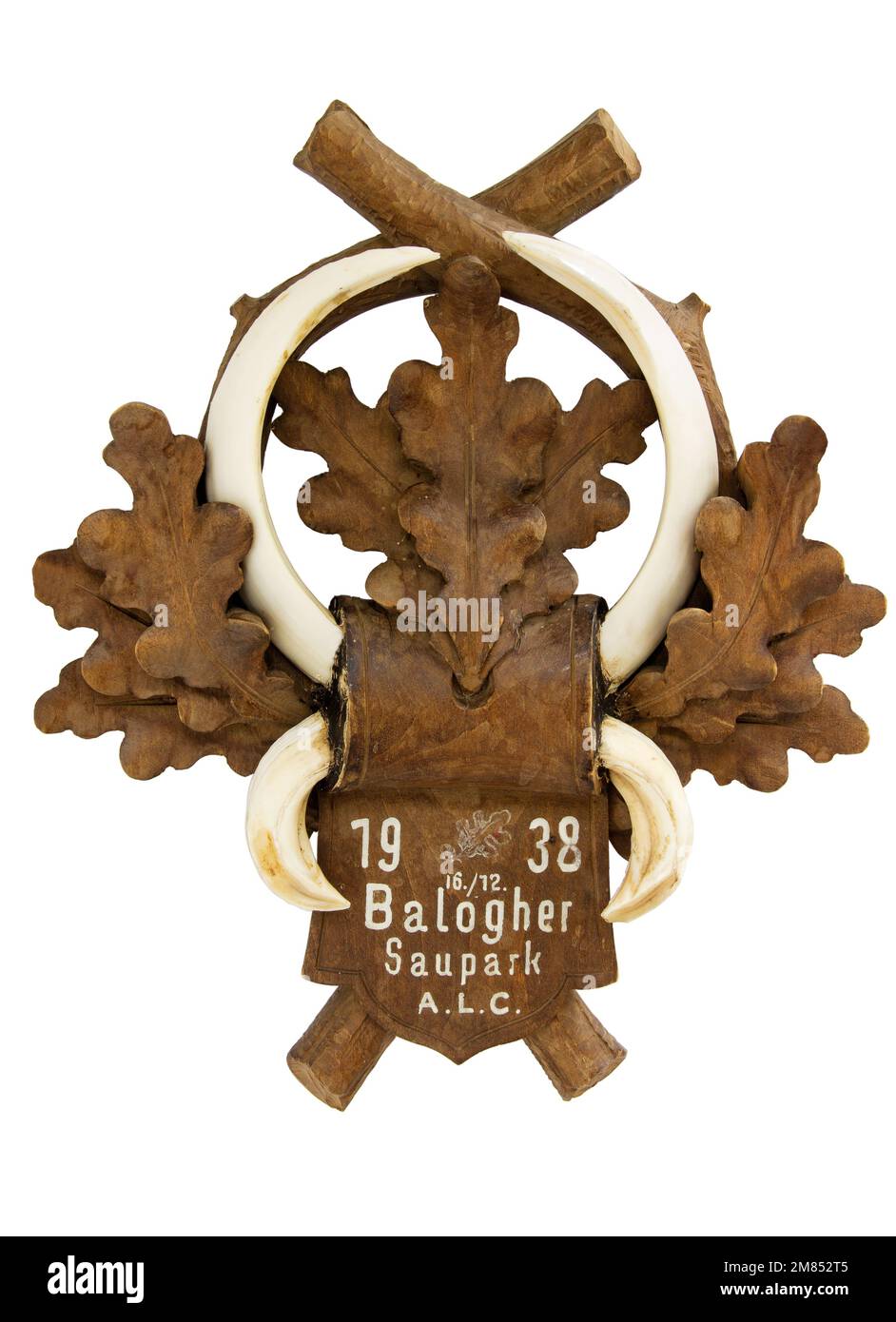 Wildschweinzähne montiert als Trophäe, gejagt im Jahr 1938 Stockfoto