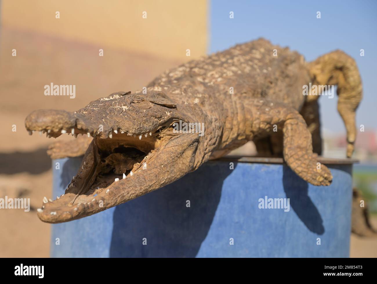 Ausgestopftes Krokodil, Bananeninsel, Luxor, Ägypten Stockfoto